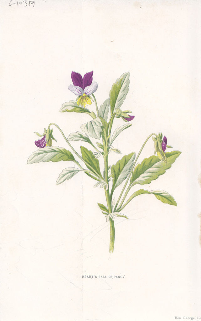 FLOWERS. Heart's-ease or Pansy c1895 old antique vintage print picture